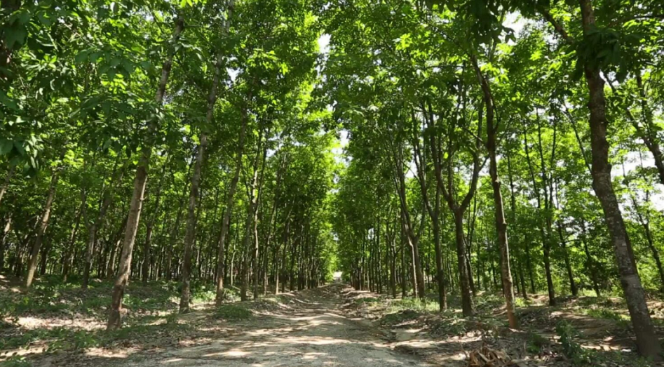 不過,中化國際近年來不斷聚焦以化工新材料為核心的精細化工主業(yè),今年年中,橡膠業(yè)務占到中化國際整體營收的18.96%。 不過,中化國際近年來不斷聚焦以化工新材料為核心的精細化工主業(yè),今年年中,橡膠業(yè)務占到中化國際整體營收的18.96%。