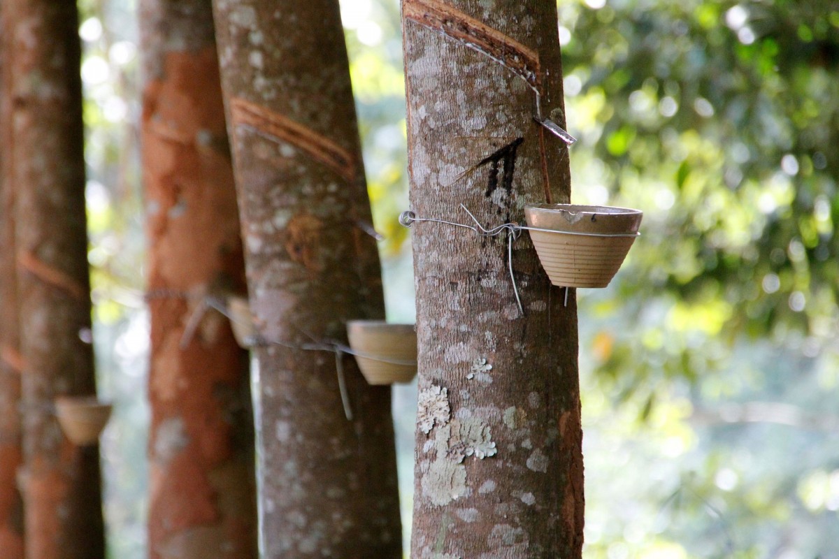 西雙版納州勐臘縣構建全產業(yè)鏈 打造國家級天然橡膠產業(yè)園