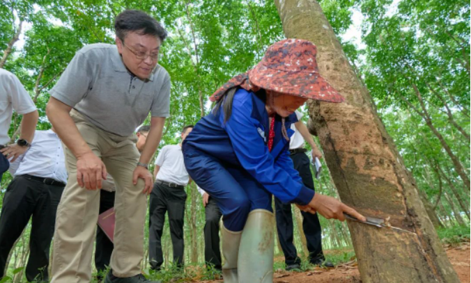 在調(diào)研期間，副省長顧剛也參加了此次活動。整個調(diào)研活動著重探討了海南農(nóng)墾改革和農(nóng)墾高質(zhì)量發(fā)展的問題，為推動海南天然橡膠產(chǎn)業(yè)的發(fā)展提供了重要的指導(dǎo)和決策參考。
