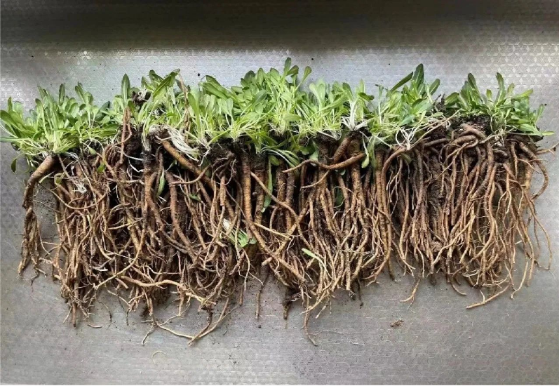 玲瓏著眼未來，搶占研究制高點，早在2012年已成功應用植物油替代石油類增塑劑，大大提升膠料可再生材料比例，同時開啟以蒲公英橡膠為主，兼顧銀膠菊橡膠和我國特有杜仲橡膠的第二天然橡膠的開發計劃。