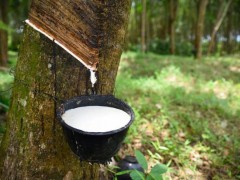 10月我國橡膠進口微增，全年進口量仍下滑