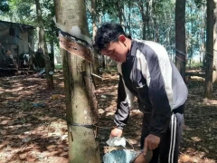 越南橡膠產業出口額預計突破110億美元大關