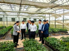 廣墾熱作所迎調(diào)研，南藥橡膠種苗繁育獲肯定
