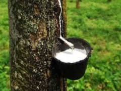 越南橡膠業(yè)迎柬埔寨投資契機(jī)