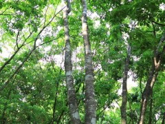 從嚴管到松綁，EUDR 調整如何重塑天然橡膠產業(yè)版圖？